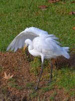 Heron3.jpg