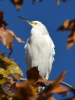 Egret8.jpg