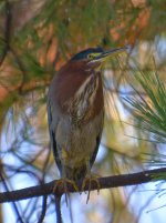 Heron10.jpg