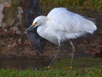 Egret2.jpg