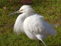 Egret12.jpg