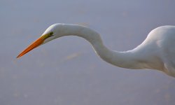 Heron7.jpg
