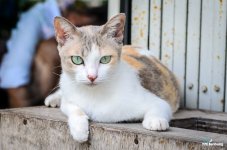 cat-1.jpg