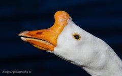 DSC_1433.jpg