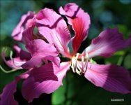 DSC_0079.jpg