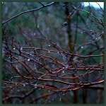 Sundance Rain on the Branches.jpg