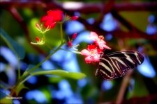 Flora AND Fauna.jpg
