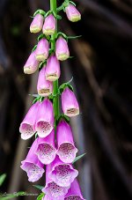 Purple bells.jpg