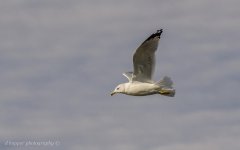 DSC_1590.jpg