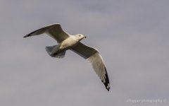 DSC_1599.jpg