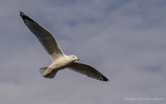 DSC_1600.jpg