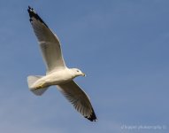 DSC_1601.jpg