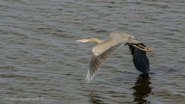 DSC_1565.jpg