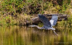 DSC_1673.jpg
