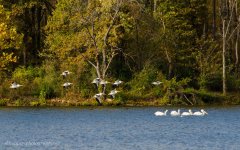 DSC_1662.jpg