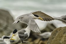 NEW_1462_webshot.jpg