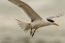 NEW_1467_webshot.jpg