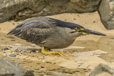 NEW_1495_webshot.jpg
