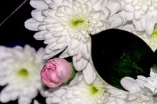 DSC_1494.jpg
