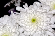 DSC_1495.jpg