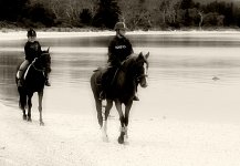 B & W Horse.jpg
