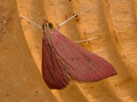 CrimsonMoth.jpg