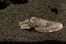 Tn-Aquarium--17.jpg