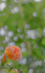 DSC_5732.jpg