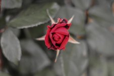 DSC_5740.jpg