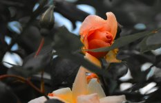 DSC_5776.jpg