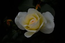 DSC_5795.jpg