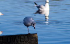 DSC_3305.jpg