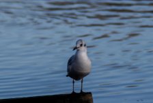 DSC_3307.jpg