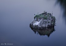 Outcropping rock in Waikato River.jpg