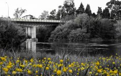 Single tone - yellow - at river's edge.jpg