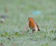 DSC_0250.jpg