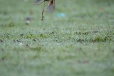 DSC_0251.jpg