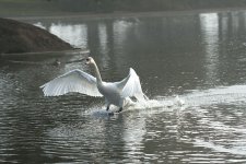 DSC_0272.jpg