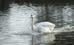 DSC_0276.jpg
