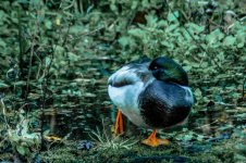 DSC_3312-2.jpg