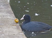DSC_0231.jpg