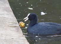 DSC_0233.jpg