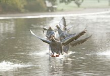 DSC_0345.jpg