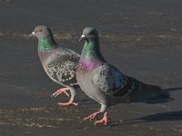 Pigeon4.jpg