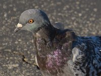 Pigeon3.jpg