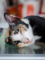 cat-looking-at-me-1.jpg