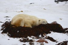 Napping in the kelp.jpg