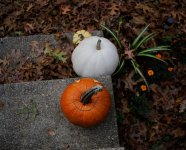 Pumkin test_00001.jpg