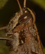 Hopper5.jpg