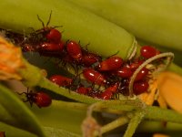 Milkweed.jpg